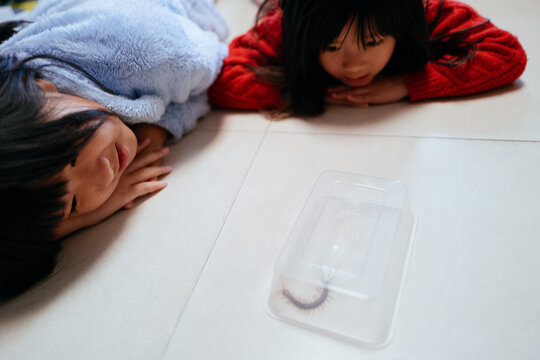 Children Observe a centipede in a Transparent Container Indoors