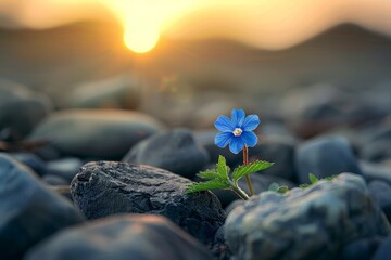 Blue flower blooms amongst rough stones, illuminated by the warm glow of a sun