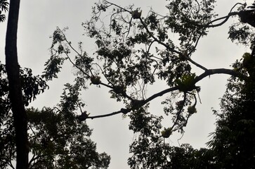 Epiphytic bromeliads growing along branches beneath cloudy sky.