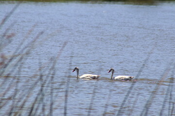 Fototapeta premium Wild birds in wetland habitat with reeds and calm water in natural environment