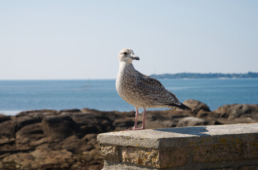 Go&eacute;land et ligne d'horizon .