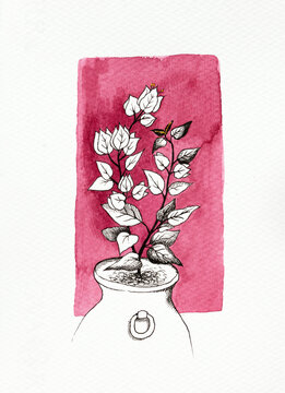 Hand drawn illustration of a Bougainvillea flower