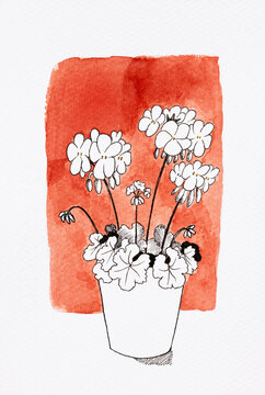 Hand drawn botanical  illustration of a geranium