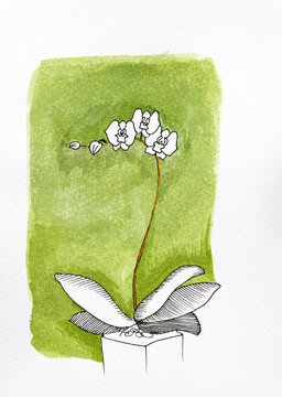 Elegant White Orchid Plant Depicted on a Green Background