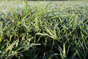 Obraz premium Lush green grass blades covered in countless shimmering dew drops, glistening under soft morning sunlight. 