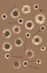 pressed daisy flowers on neutral brown