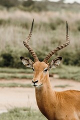 animal, nature, antlers, grass, wildlife