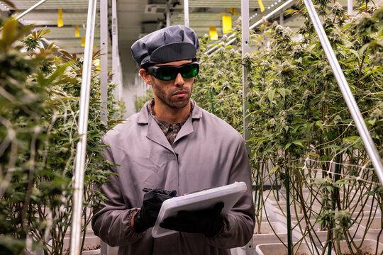 Cannabis farm worker inspecting plants and taking notes

