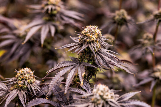 Purple cannabis plants with buds ready for harvest.