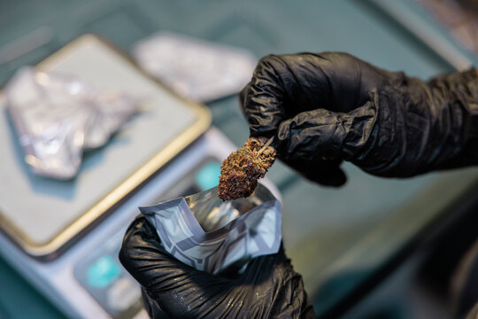 Gloved hands package cannabis bud.