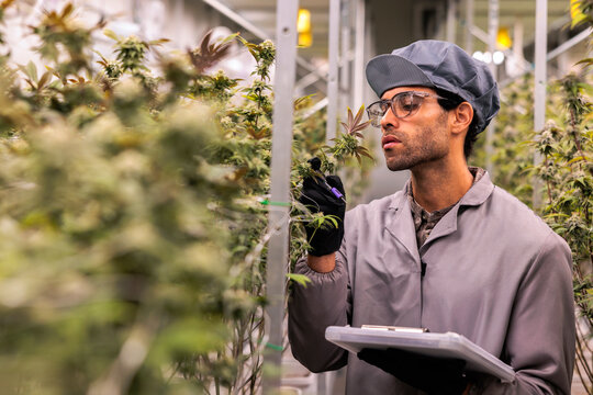 Scientist inspects cannabis plants in a controlled environment
