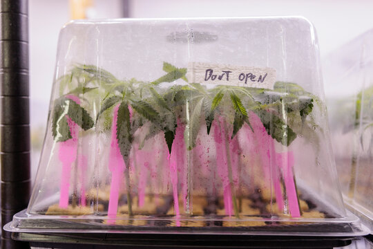 "Don't Open" sign on cannabis clones in humidity dome.