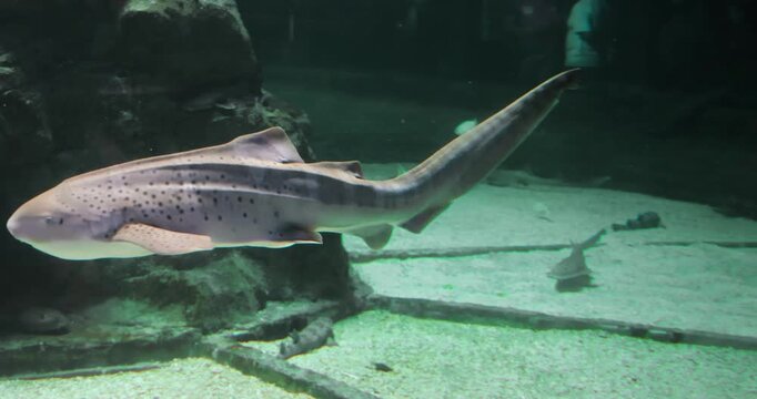 Zebra shark swimming in large aquarium tank over sandy bottom. Marine life, underwater world, ocean predator, aquatic nature, zoo exhibit.