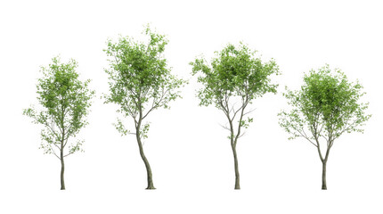 Obraz premium High Quality Green Tree Cutout on Transparent Background for Landscaping