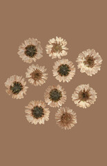 abstract pressed floral background