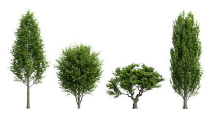 Obraz premium High Quality Green Tree Cutout on Transparent Background for Landscaping