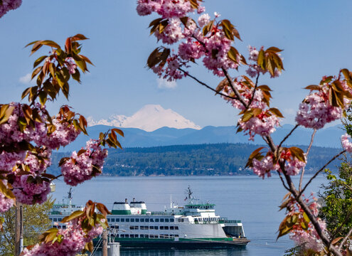 A Washington state ferry below Mount Baker and framed with cherry blossoms