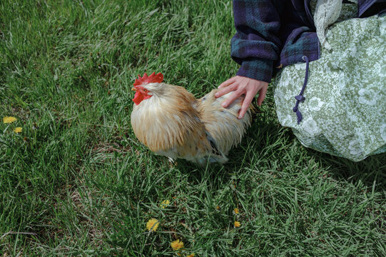 woman's hand stroking a rooster