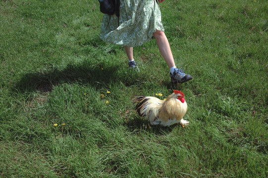 woman's feet and cock