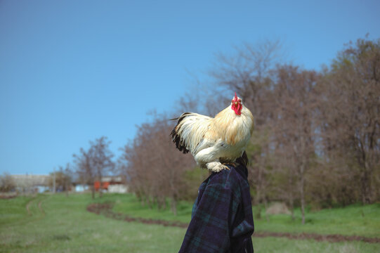 portrait of a woman with a rooster