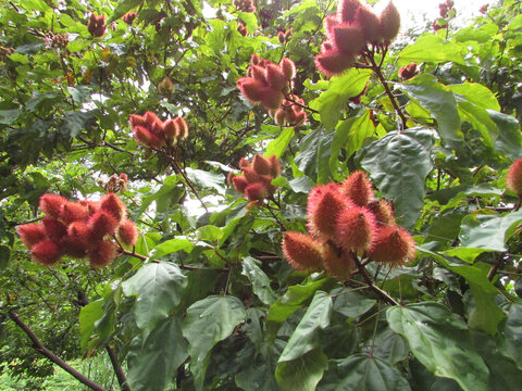 A beautiful annatto tree (Bixa orellana) in the middle of the forest with various fruits and flowers.