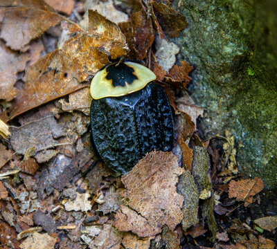 American Carrion Beetle Necrophila americana in the old leaf litter