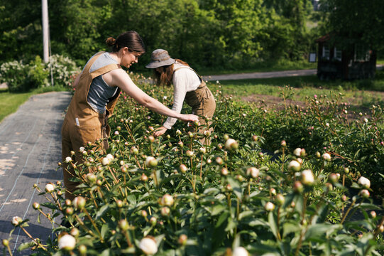 female run flower farm with workers harvesting peony in june
