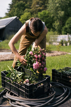 Female Flower Farm owner harvesting Peony 