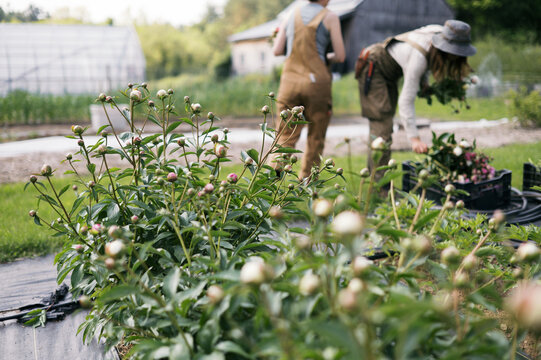 blurry foreground with peonies on a farm with workers in background 