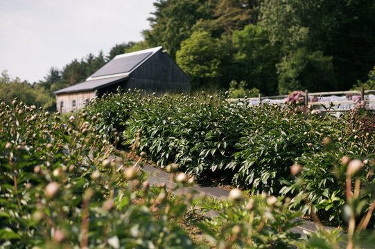 barn atop flower farm with peonies starting to bloom in June