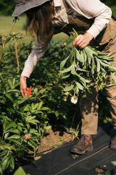 Female Farm worker harvesting Peony 