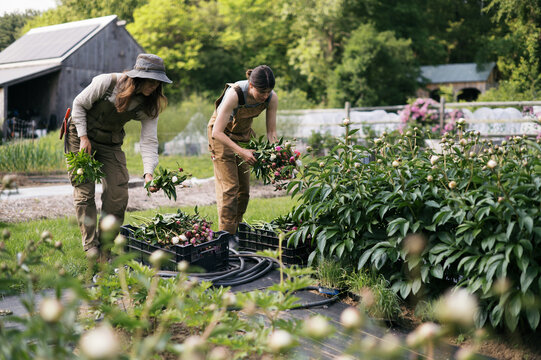 female run flower farm with workers harvesting peony in june