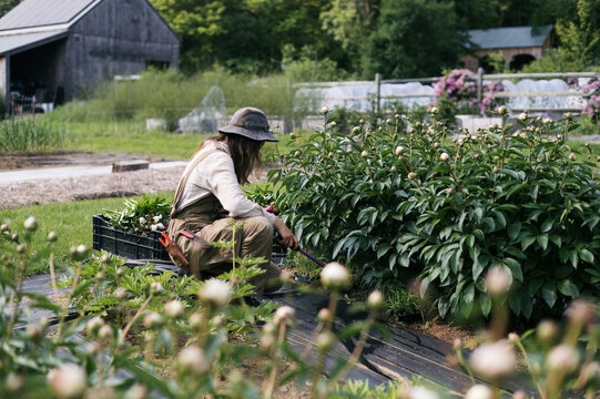 Female Farm worker harvesting Peony 