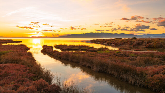 Golden sunset reflections in coastal marsh. Ebro Delta, Spain. 