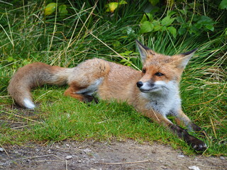 Fototapeta premium Red fox resting in the grass