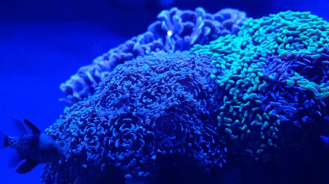 Detailed view of bright blue and teal hammer coral polyps illuminated by specialized blue light in a marine aquarium.