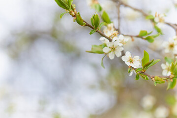 Fototapeta premium Spring flowering of trees on a blurred background.