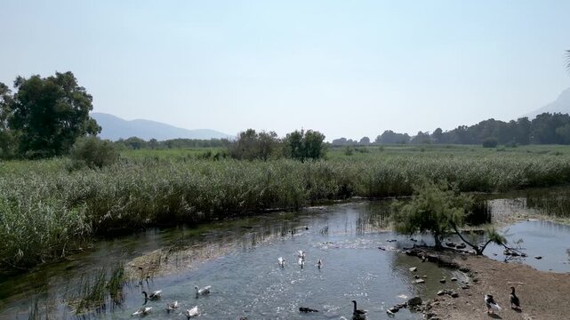 Pull-back Drone Shot of Geese on Azmak River - Akyaka Turkey