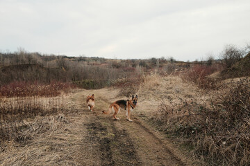 Naklejka premium Australian Shepherd and German Shepherd on rural trail surrounded by dry grass. Loyal companion dogs during countryside walk.