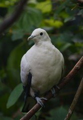 White imperial pigeon