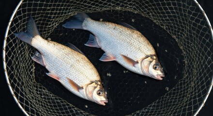 Two freshwater fish with silvery scales rest inside a fine-mesh fishing net