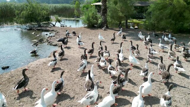 Aerial View of Geese by Azmak River - Akyaka Mugla Turkey