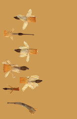 pressed yellow daffodils on yellow background