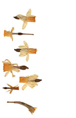pressed dried daffodils real png