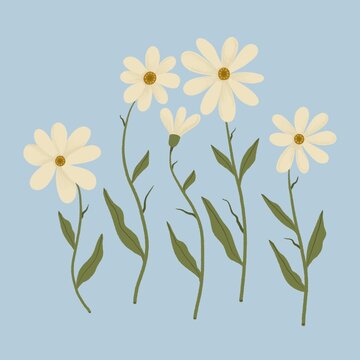 Illustration of chamomile flowers