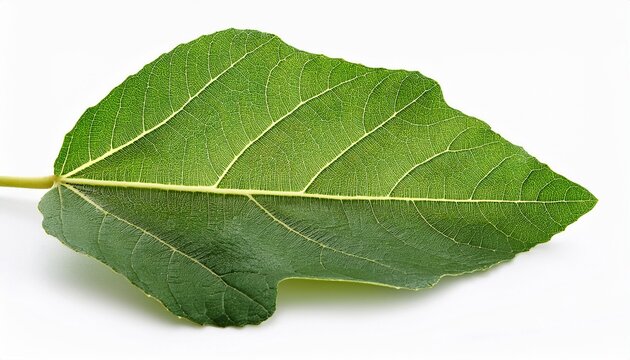 Foglia Di Fico Su Sfondo Bianco