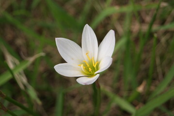 自然の中に咲く白いゼフィランサス