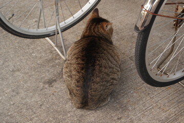 自転車の横にいる丸い猫