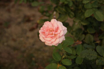 庭に咲く淡いピンク色のバラの花