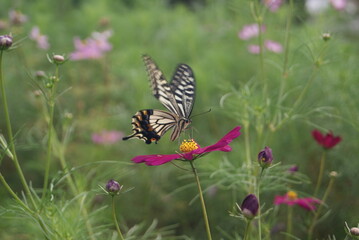 蝶と秋桜が舞う彩り豊かな庭